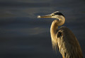 Preening time
