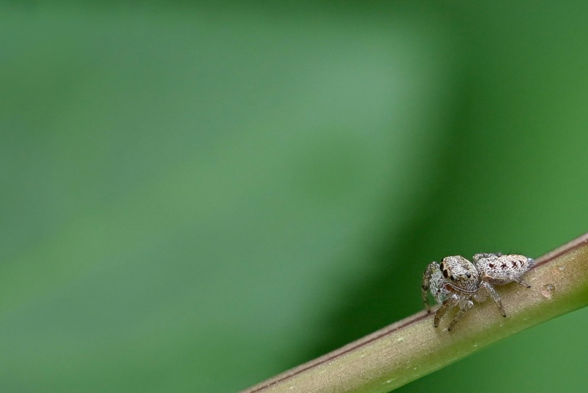 Itsy Bitsy Jumping Spider