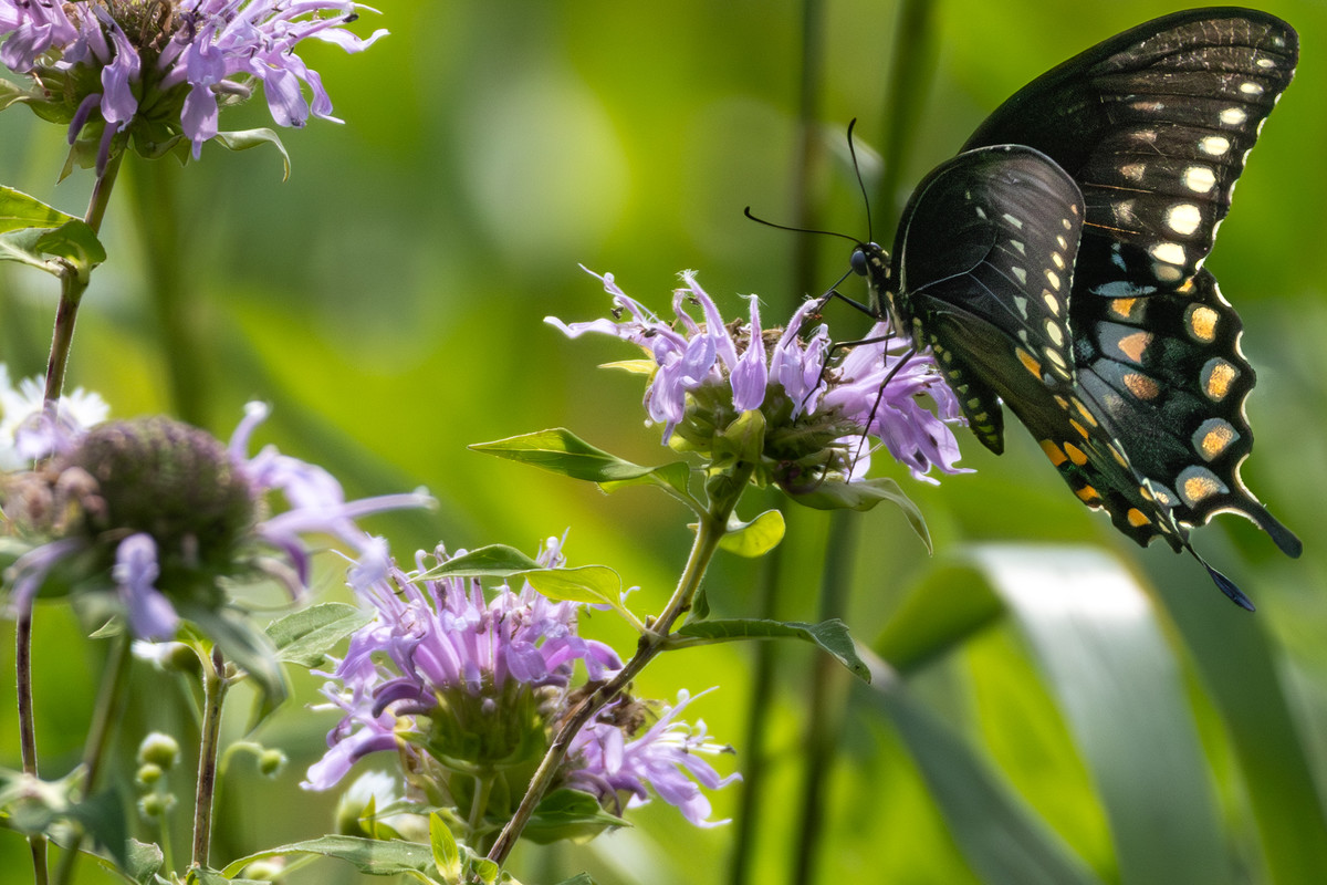 A Black Swallowtail in the meadow