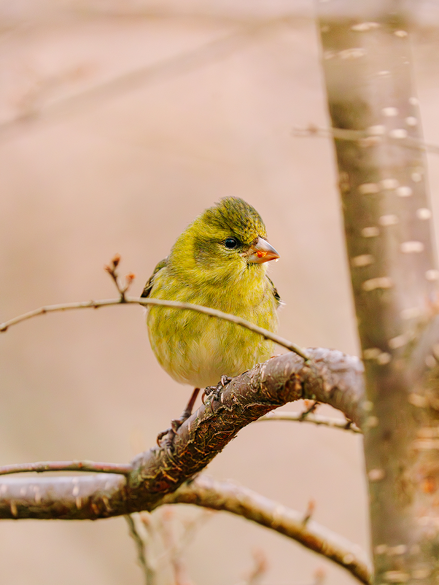 Black-chinned Siskin