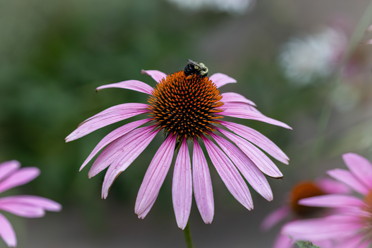 Bzzzzz.. 