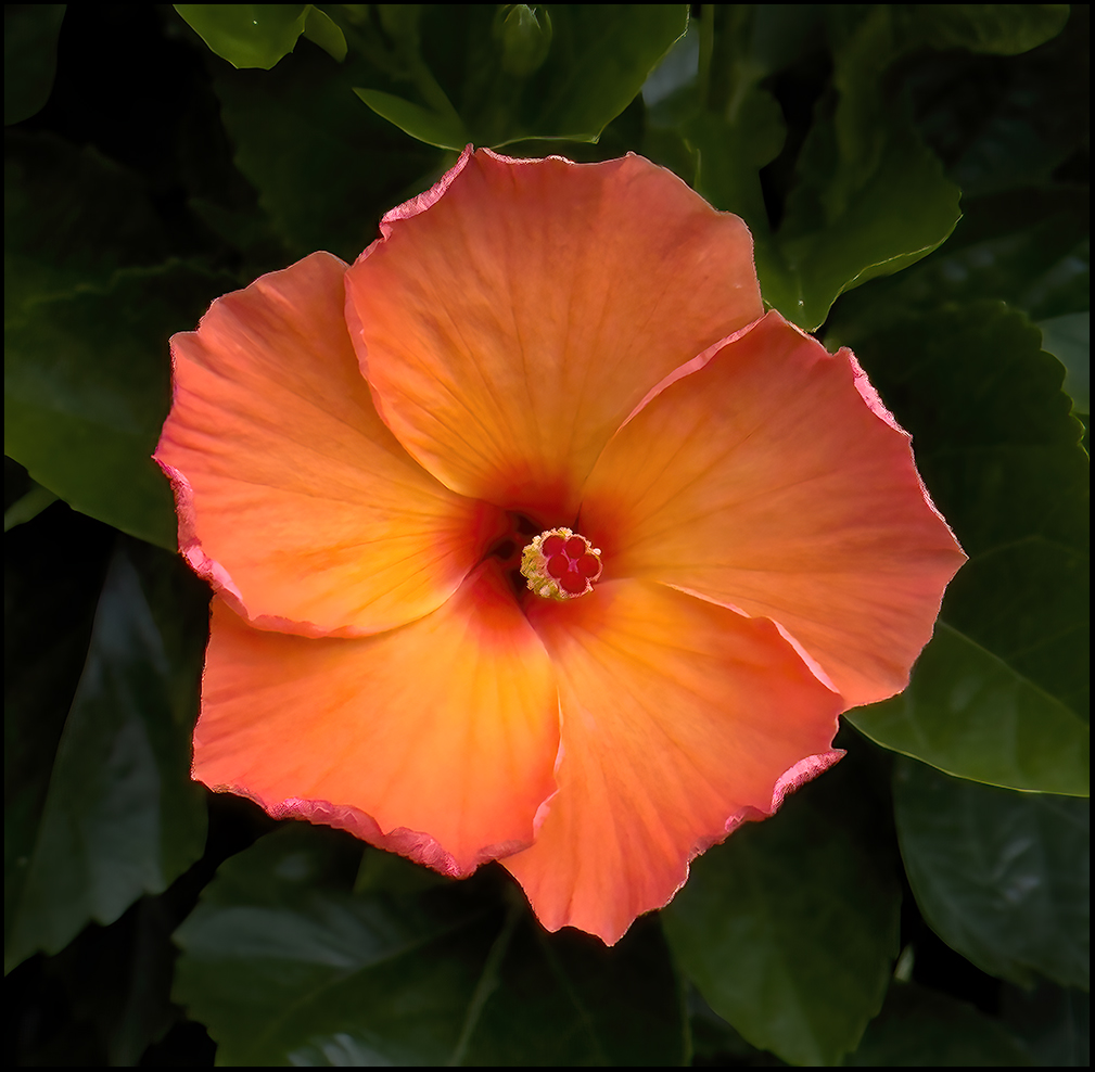 Hibiscus
