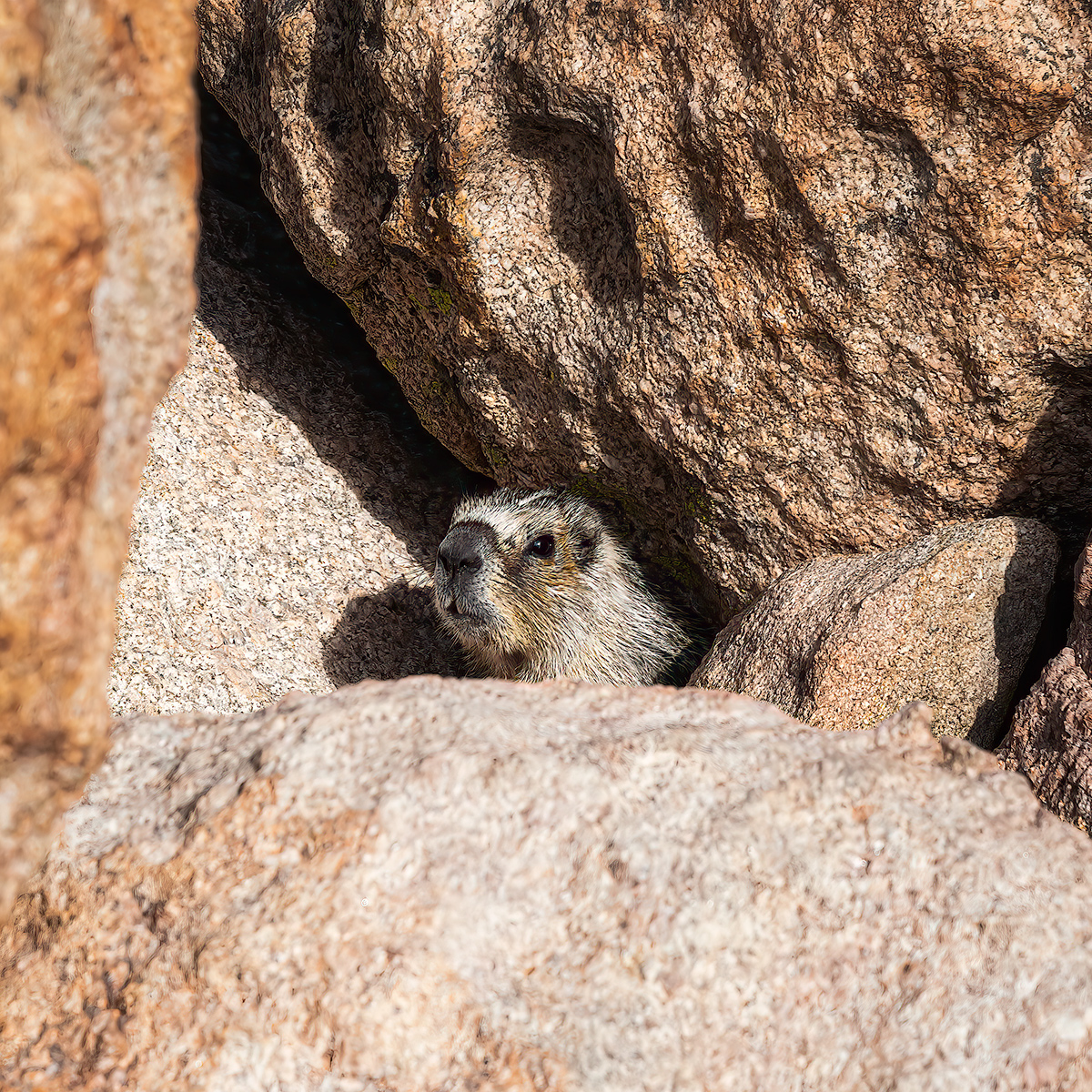 Marmot Whistle Alert
