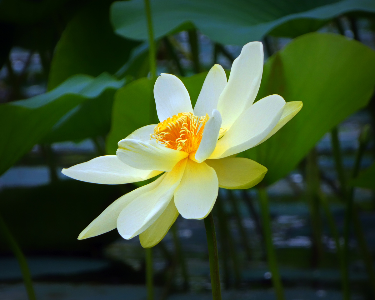 Heart of Stillness
