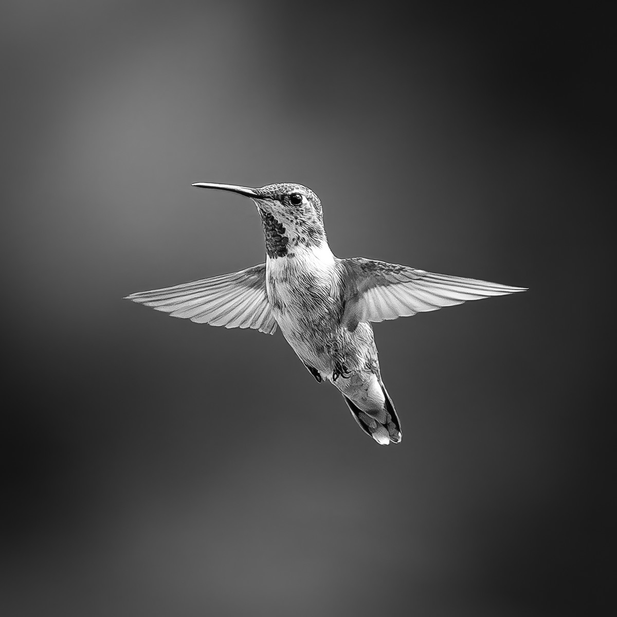 Rufous