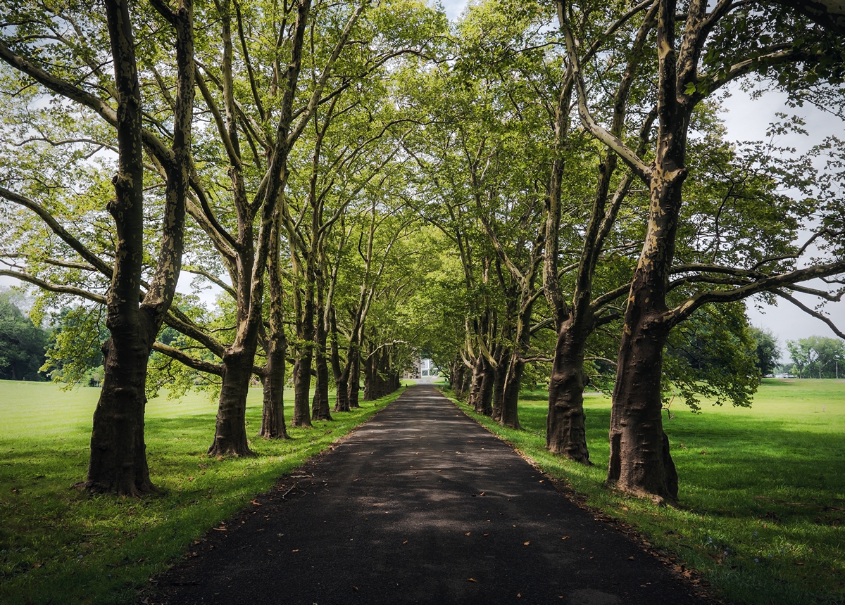 Tree Lined