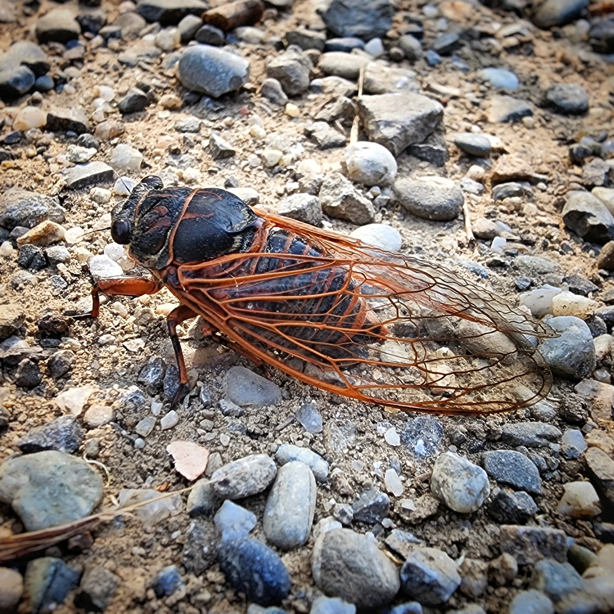 cicada