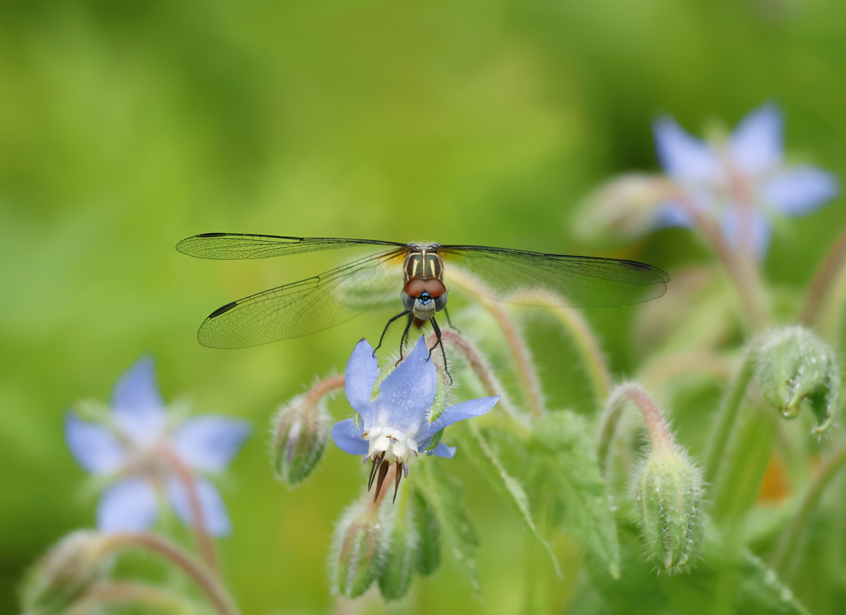 Blue Dasher