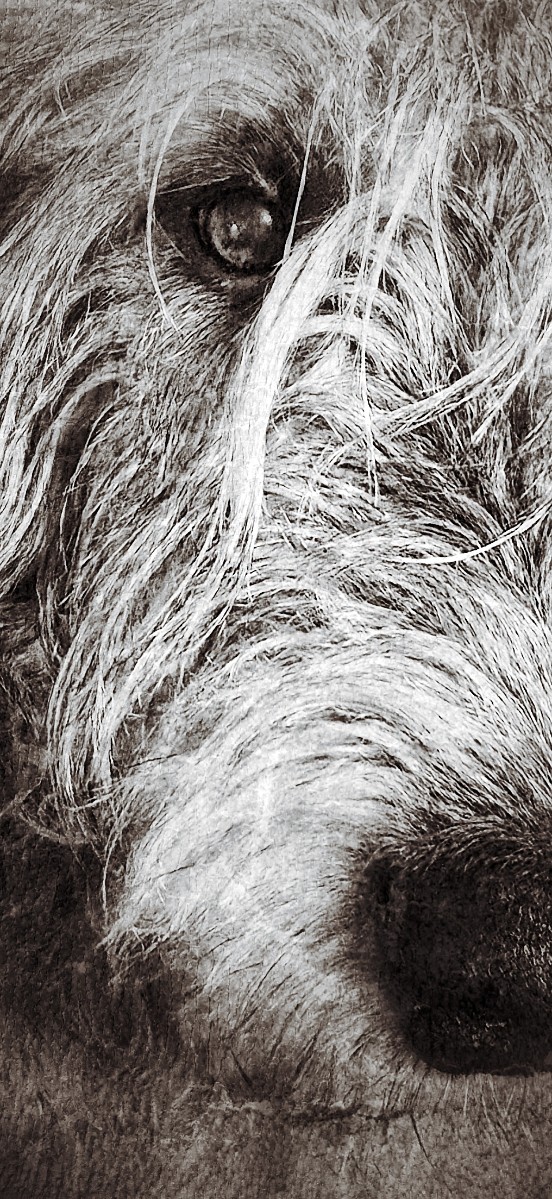 Grunged Dog
