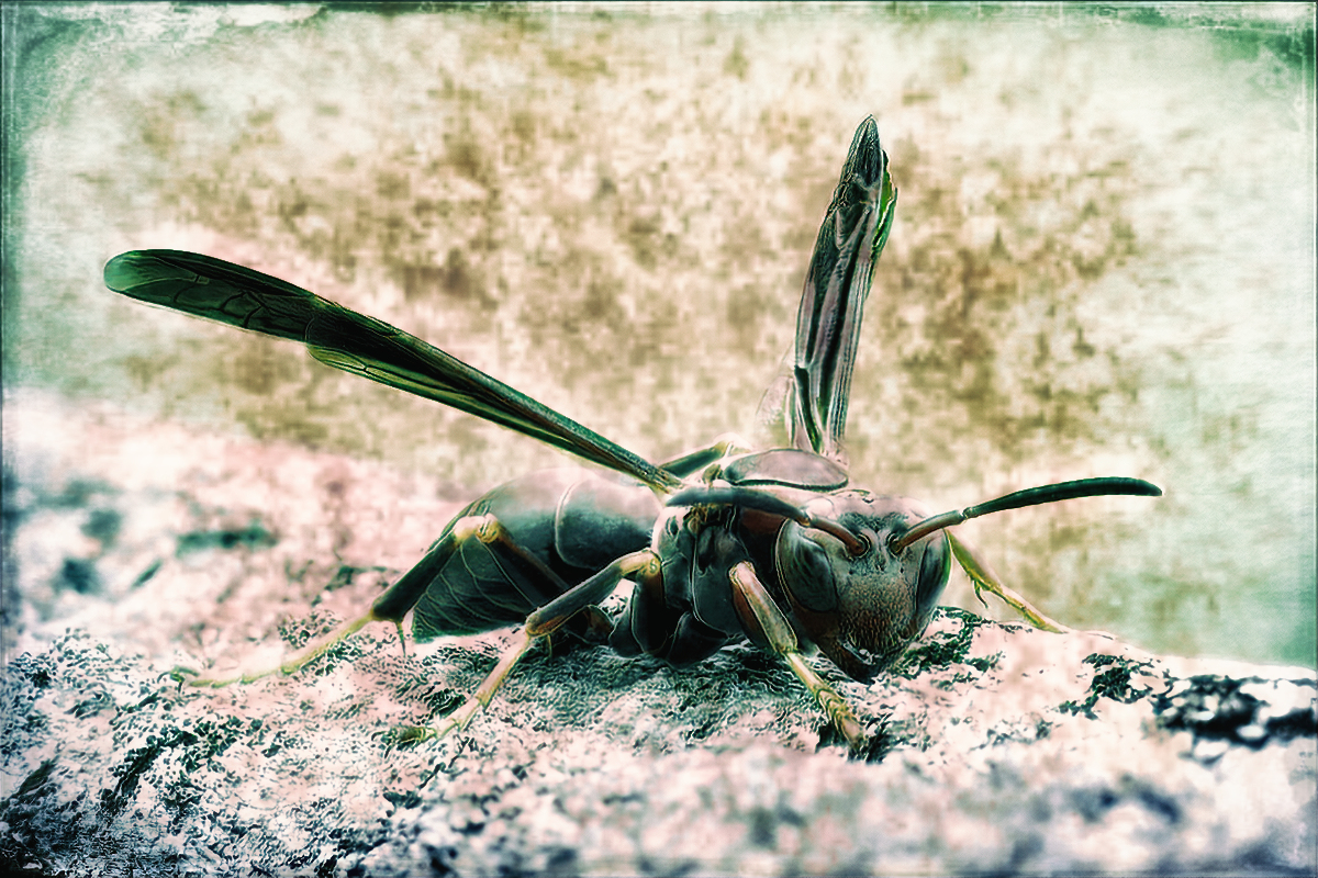 Buzz OFF!