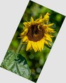 A Goldfinch And Sunflower