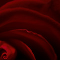 Velvet In Bloom