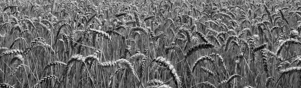 An Unusual 'Crop' of Wheat