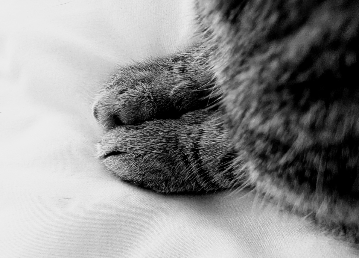 Pawsies