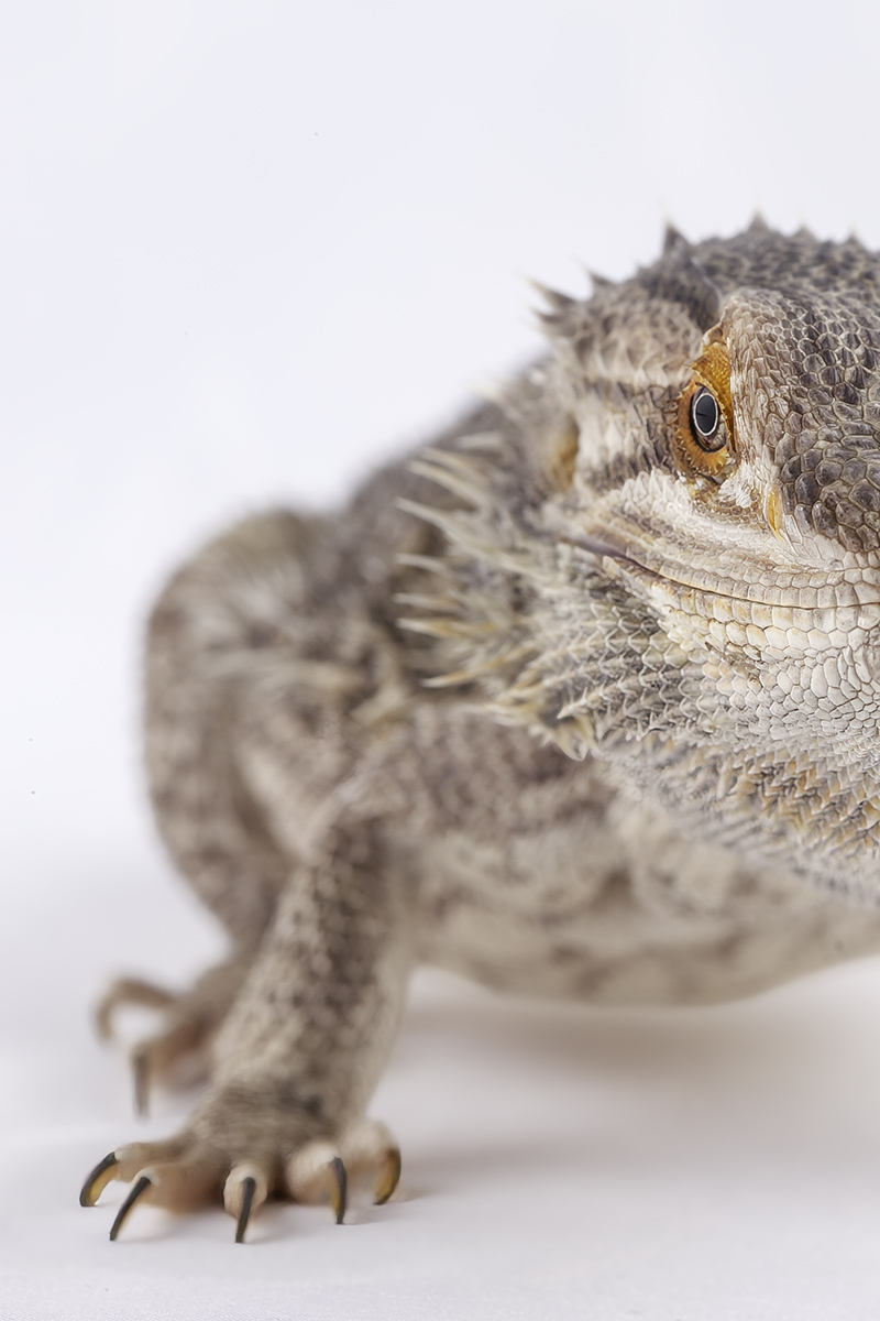 Mushu