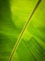 Under the Banana Tree