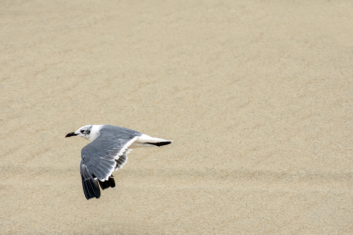 speedy