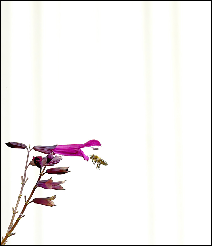 Bee Catcher 