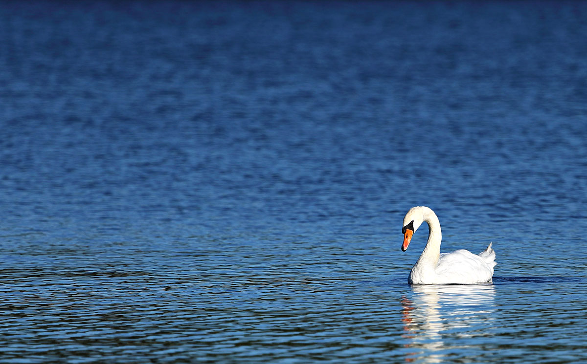 Solitude
