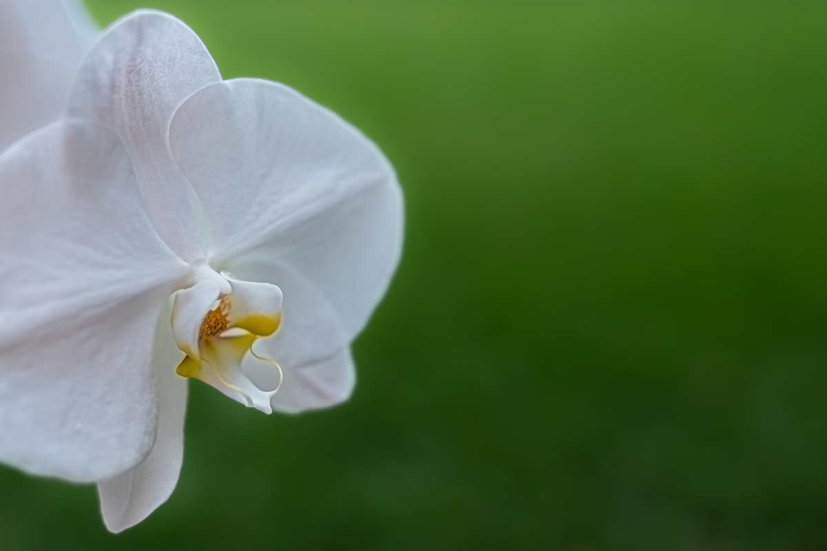Orchid Alone