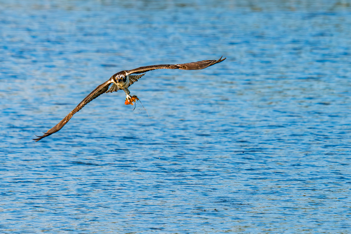 Flight of the Hunter