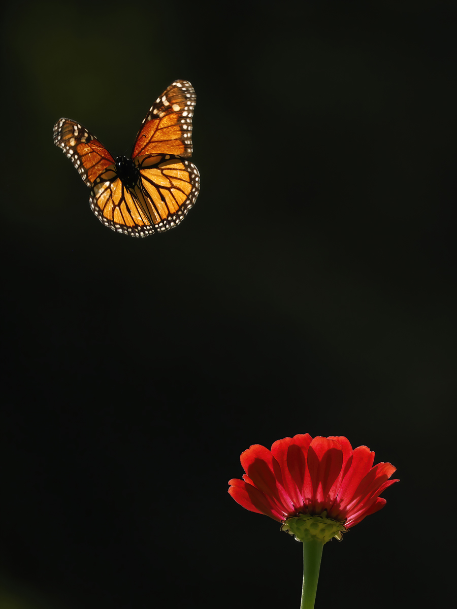 Arise