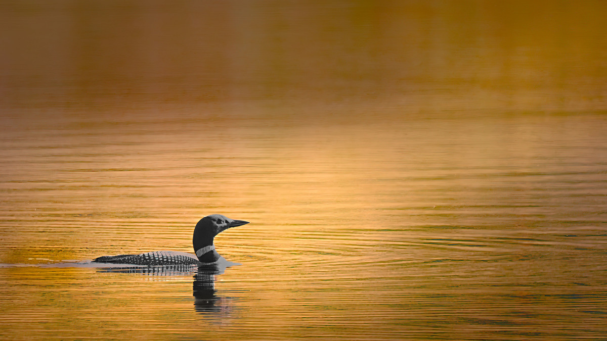 The Last Common Loon