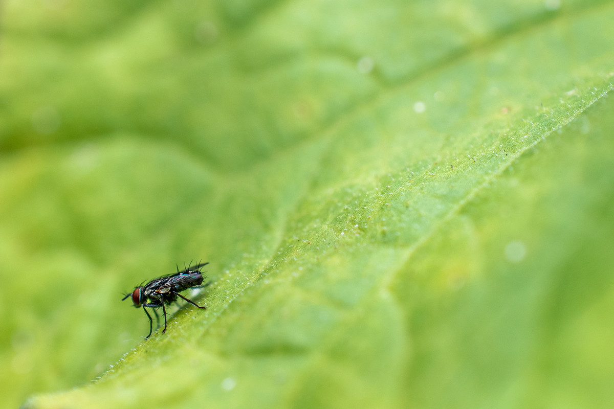 Leaf Me Alone