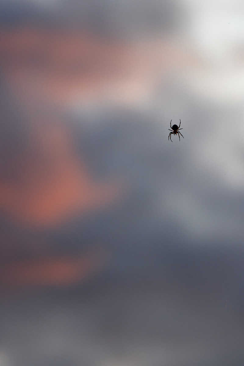 Web of Twilight