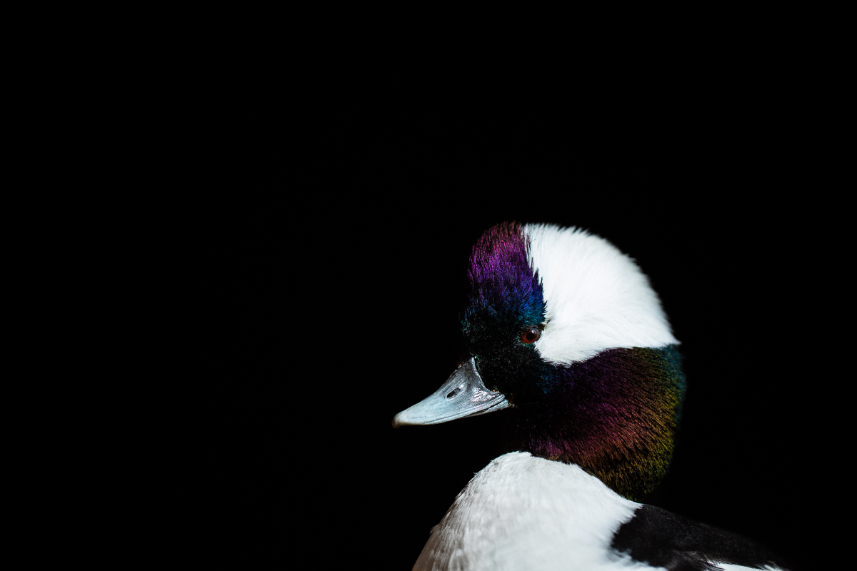 Bufflehead