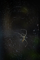 Diamond Web
