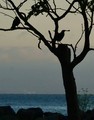 Only One Crow Gets the Chicken Bone