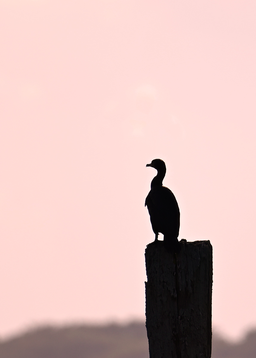 Cormorant