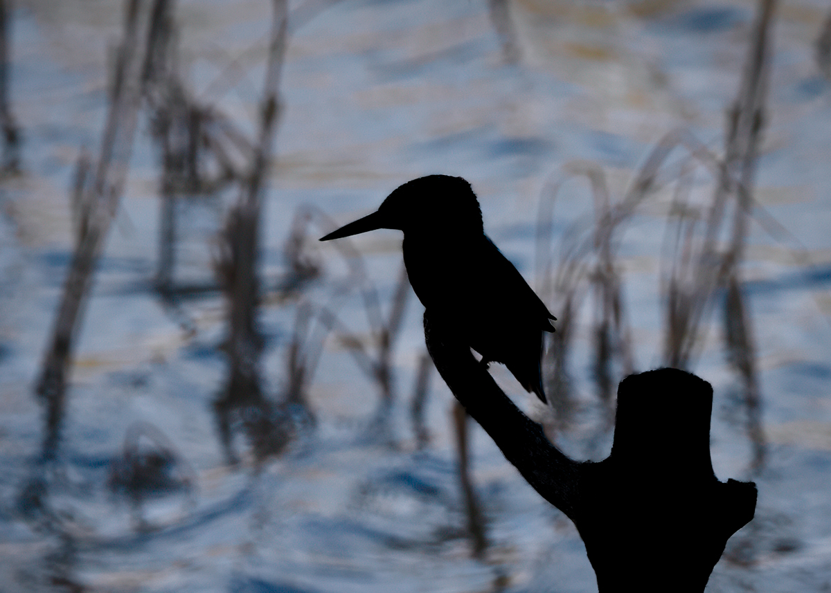 Kingfisher