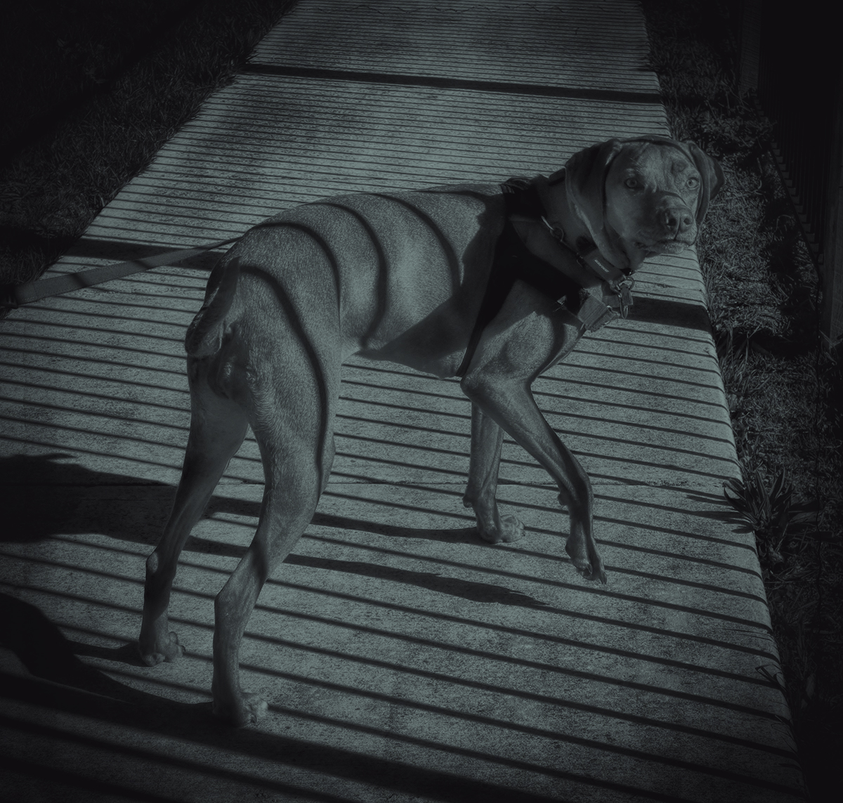 Strange Beast