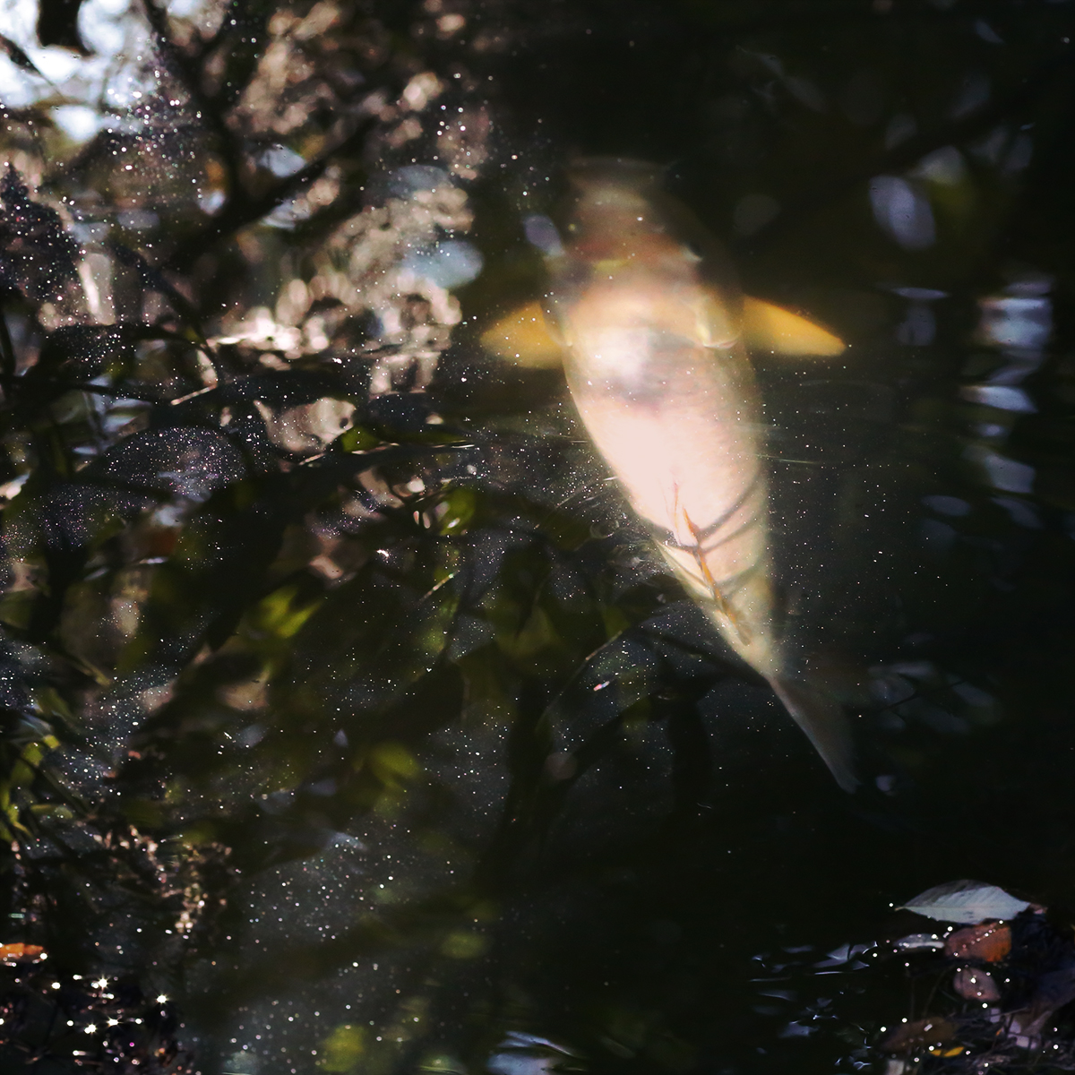 chonky mermaid