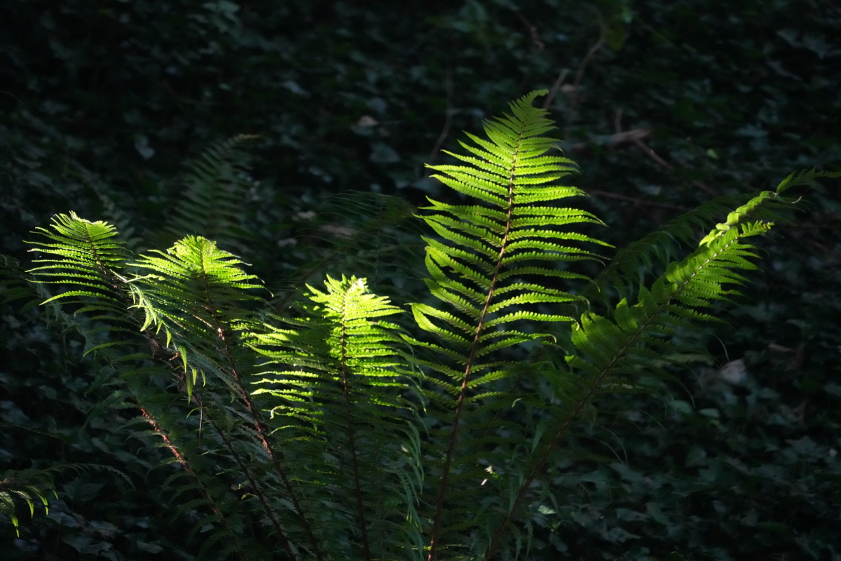 fernature