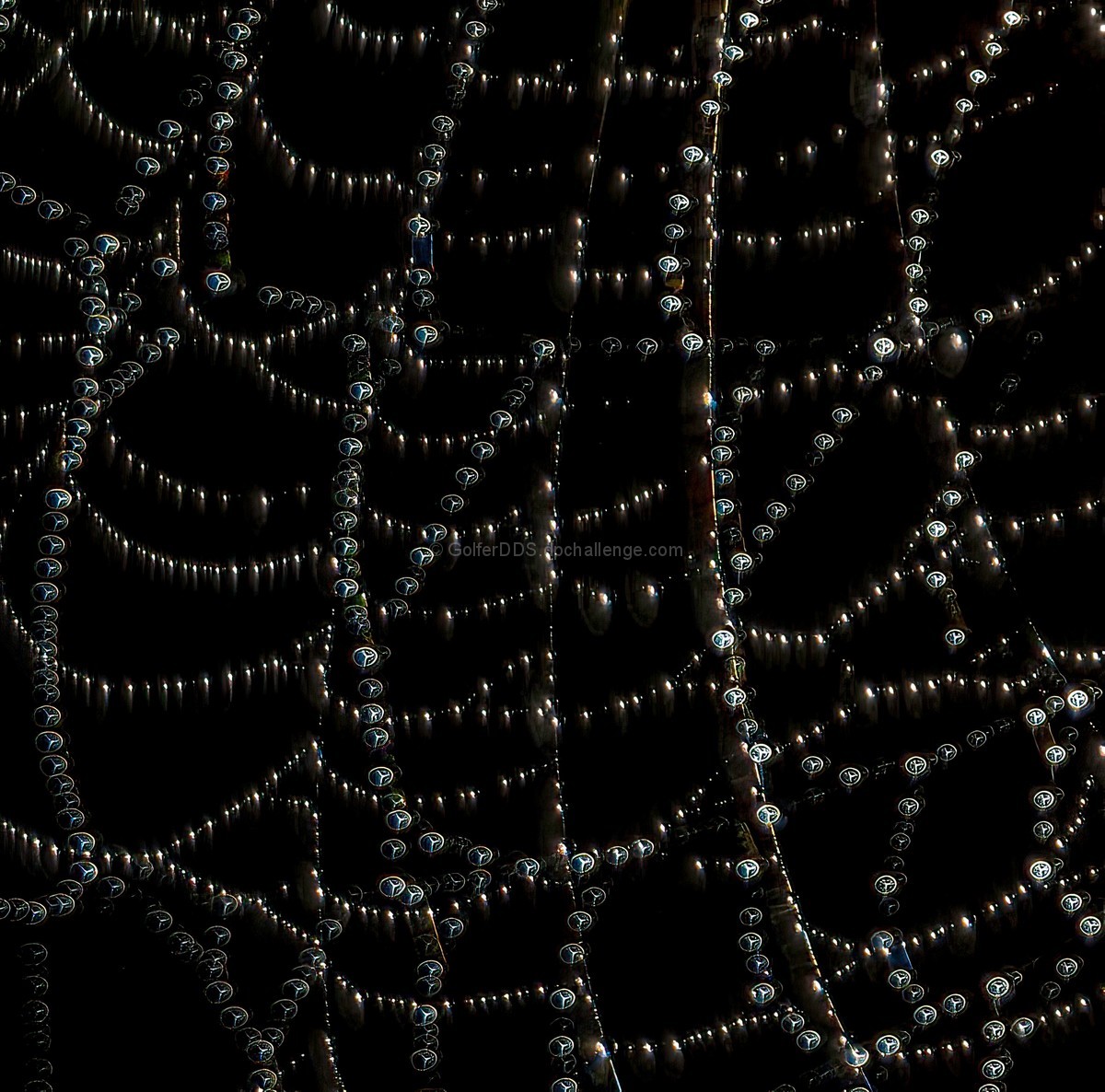The Web Of Life