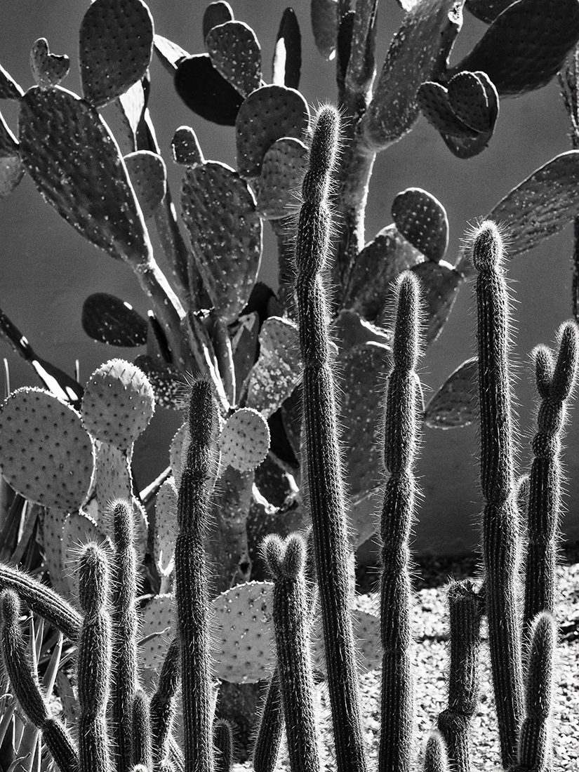 cacti
