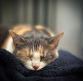 Cat Nap