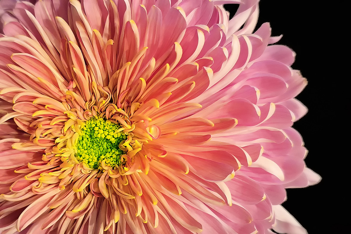 Beauty of the Flower