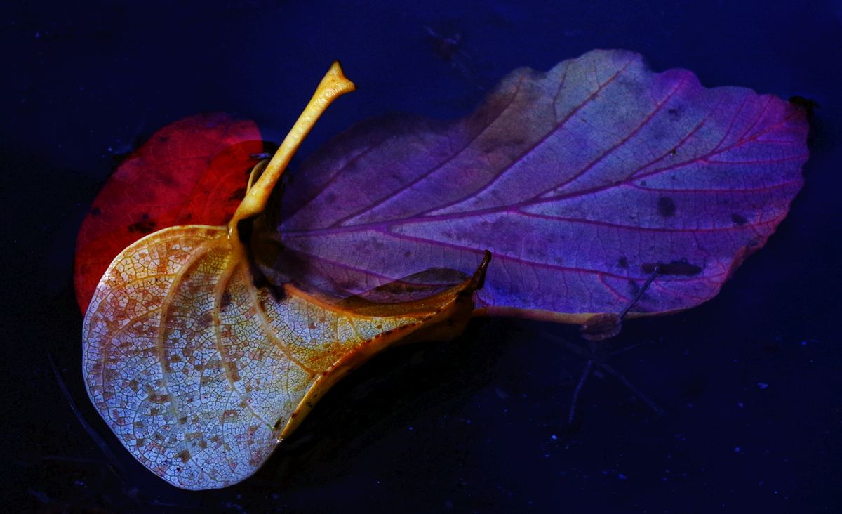leaves