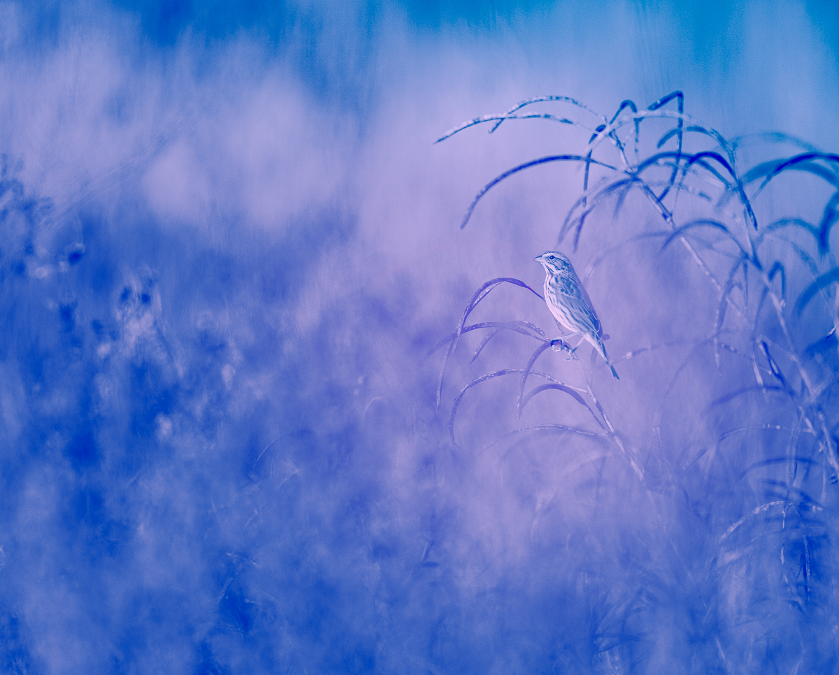 Morning Pause