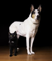 White Dog Black Spot - Black Cat White Spot