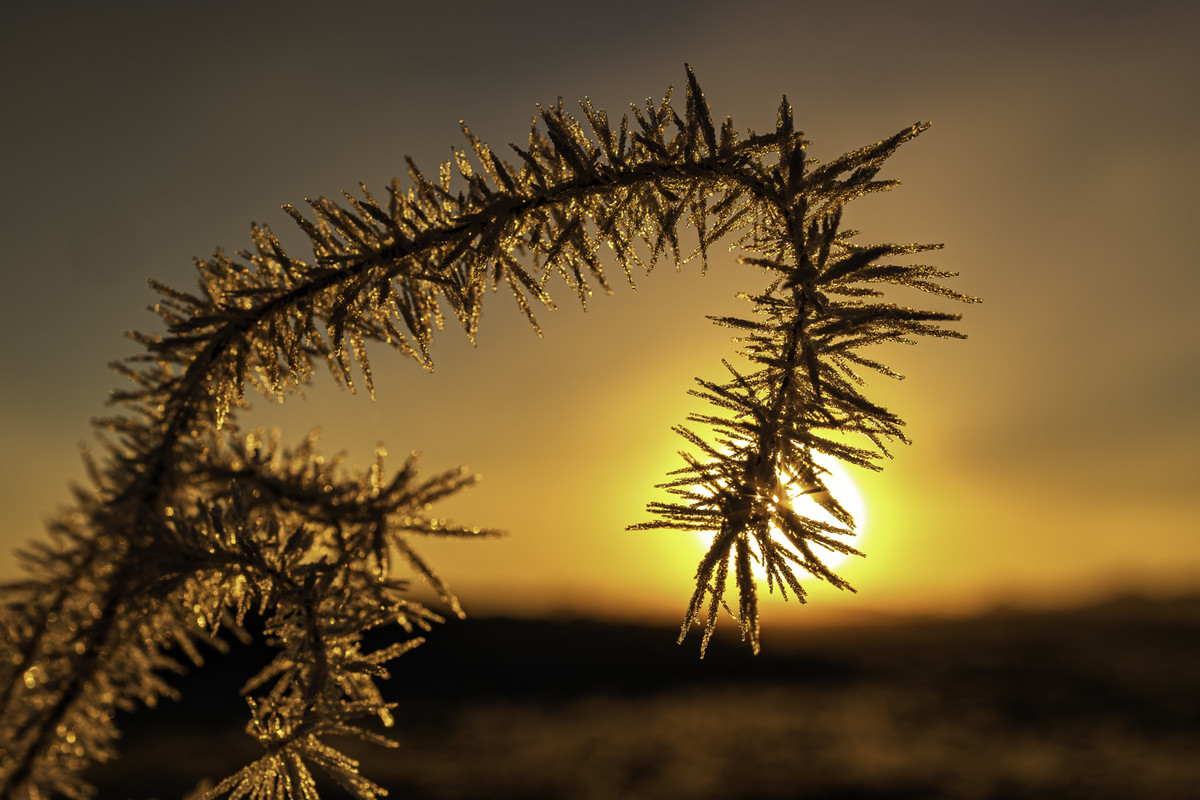 Frozen straw