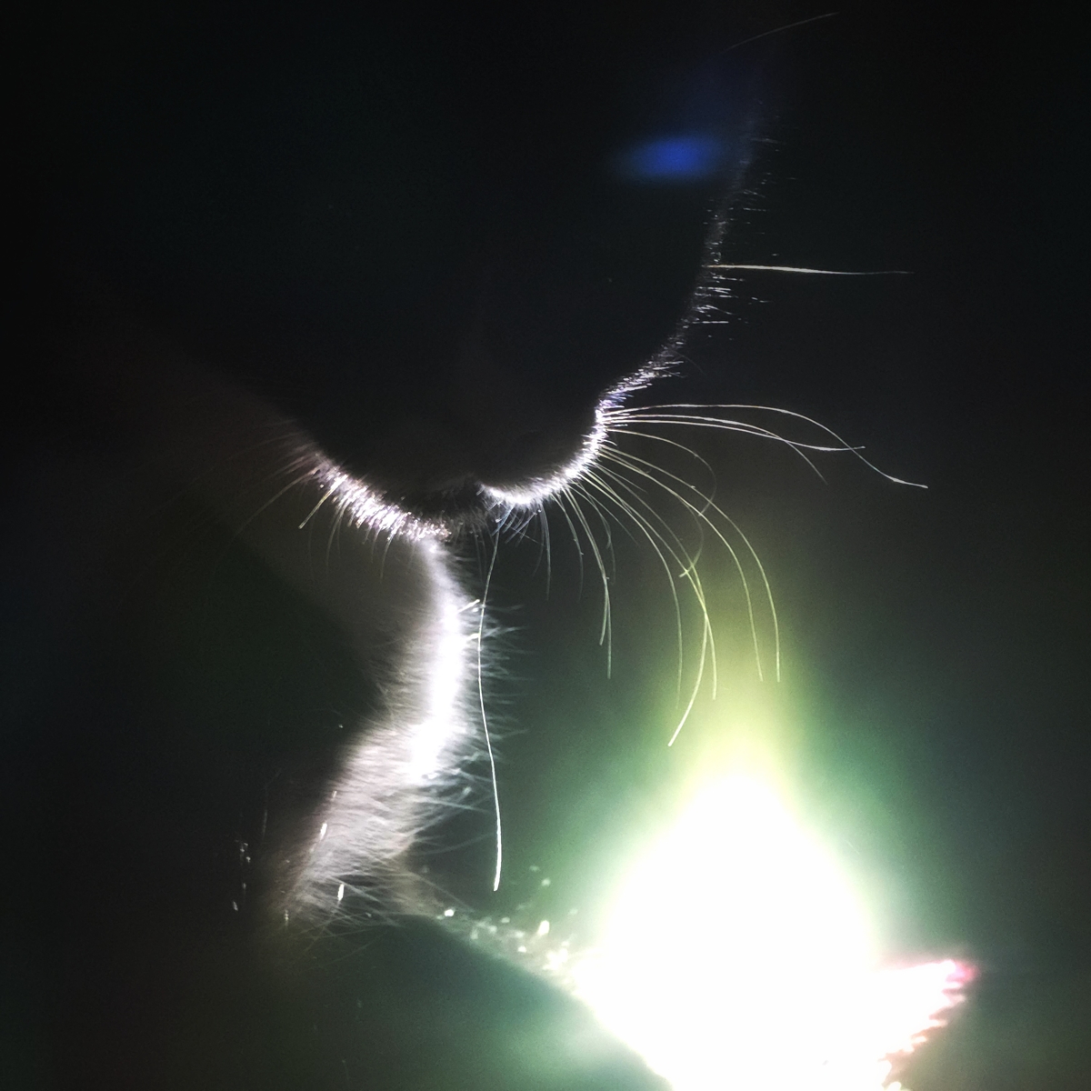 whiskers in the dark