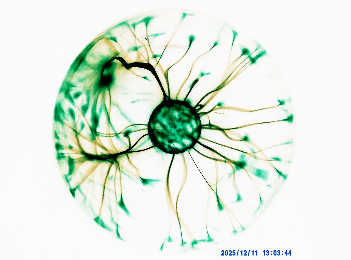 Negative Plasma Ball in Motion