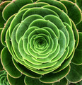 Radial