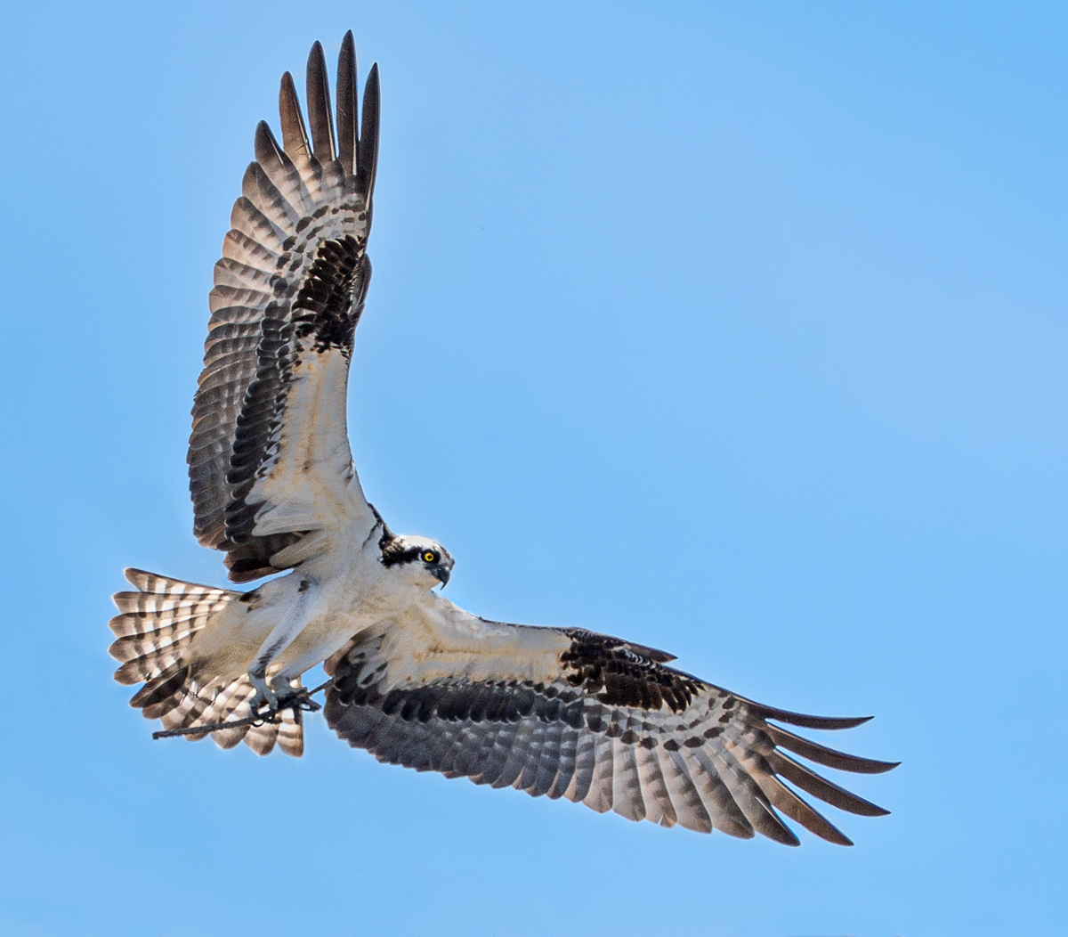 Backlit Osprey with Stick
