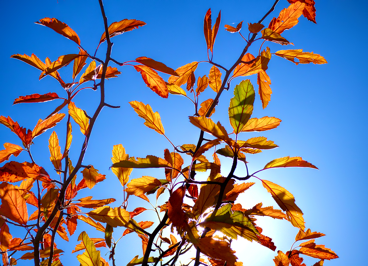 Autumn Afternoon